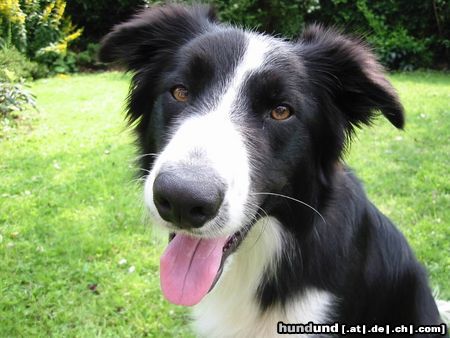 Border Collie das ist unser Schönster