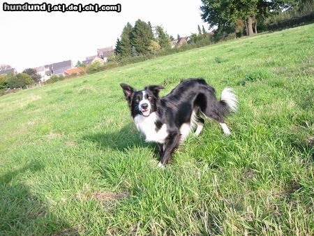 Border Collie wann kommt der Ball endlich?