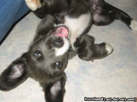 Border Collie .....unser Merlin......