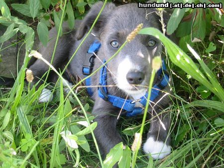 Border Collie .....unser Merlin......nochmal