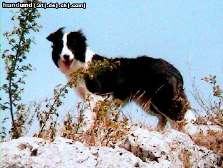 Border Collie Merlin (First Time Hero vom Birkenhof) ca. 1Jahr alt