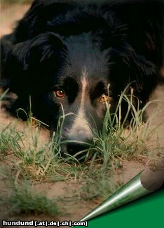 Border Collie Border-Mix Merlin