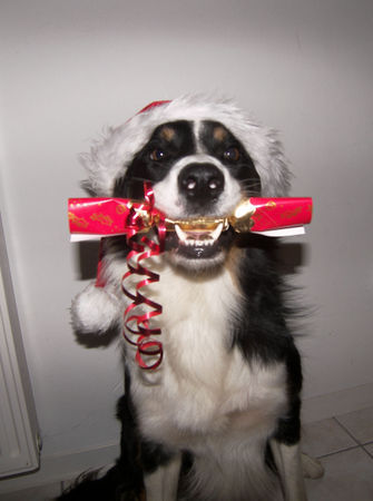 Border Collie Fröhliche Weihnachten