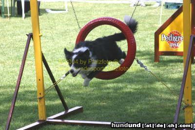 Border Collie Agility is Fun