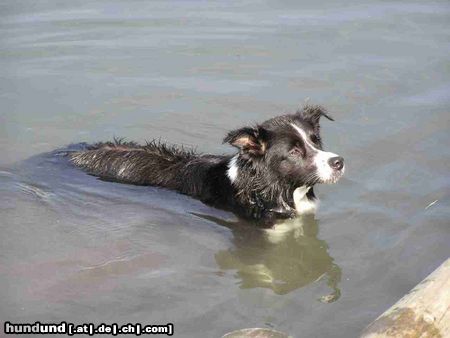 Border Collie Nell die Wasserratte