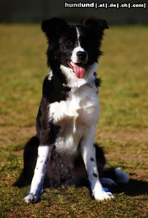 Border Collie Nell, ab in die Hundeschule!