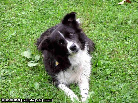 Border Collie Nell 5 Jahre alt