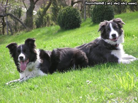 Border Collie Zu zweit waren wir stark!! Nell  und Yahoo