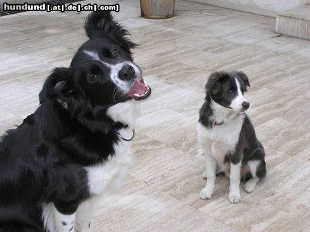 Border Collie Nell und Yahooblue