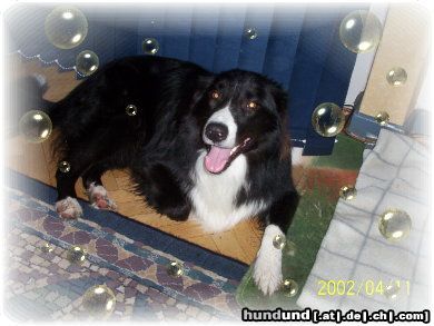 Border Collie das ist Nemo mit 1jahr