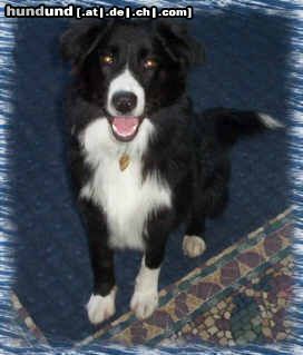 Border Collie