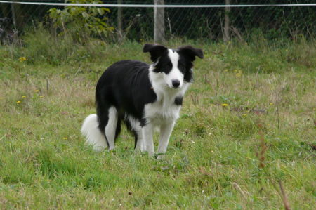 Border Collie Shari