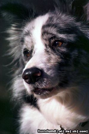 Border Collie Nevada, Blue Merle Border Collie