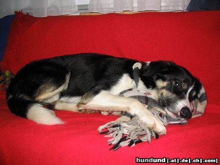 Border Collie muß ich etwa aufstehen