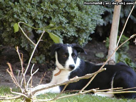 Border Collie Tami