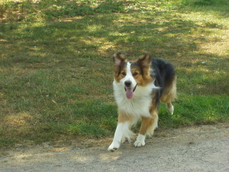 Border Collie Mein treuer Freund Cooper