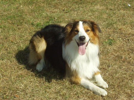 Border Collie Cooper