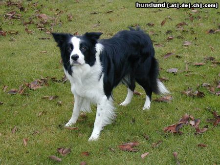 Border Collie Angel of Joy the dog by my side 