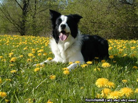 Border Collie Joy mit 1 Jahr