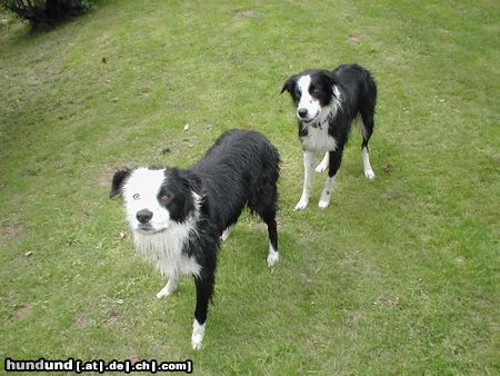 Border Collie Zwei Wasserratten