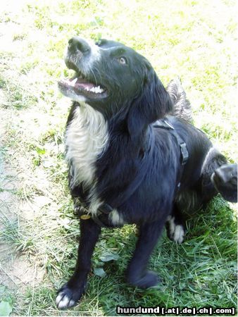 Border Collie Bagheera, Border-Neufundl.-Labrador-Münsterländer