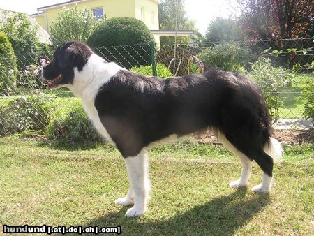 Border Collie Meine Border Collie - Landseer Mix Hündin AKIRA