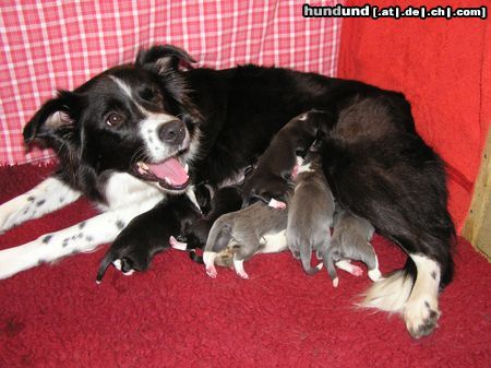 Border Collie Glückliche Hundemutter Nell