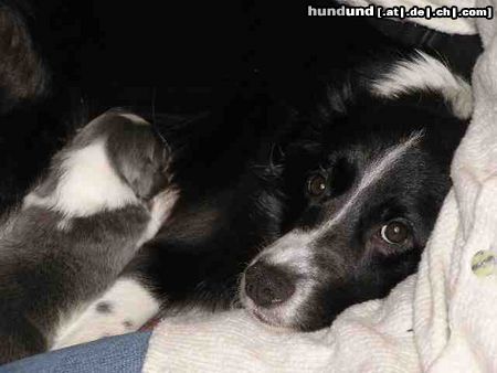 Border Collie Brave Mama Nell