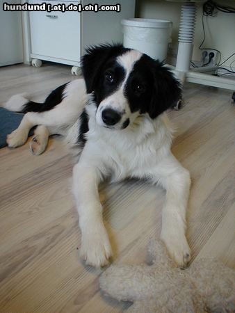 Border Collie Joker der Kindskopf