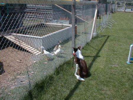 Border Collie Enten Hüter