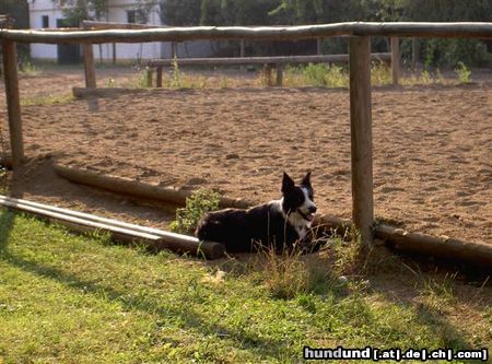 Border Collie shawn verfolgt aufmerksam das Geschehen