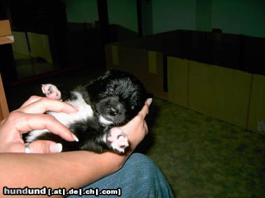 Border Collie Fly 