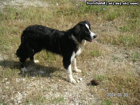 Border Collie Meine Georgina von Waltenweiler