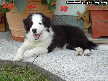 Border Collie Canyonland Circle of Life