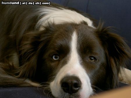 Border Collie Du fehlst mir so und ich werd dich nie vergessen!