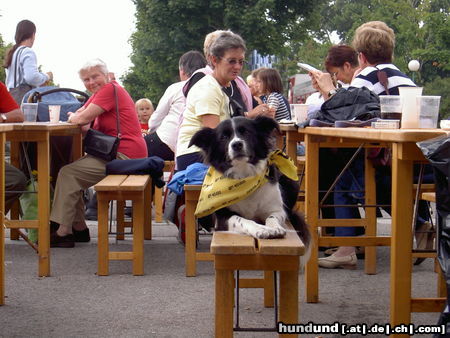 Border Collie Und hier sitze ich!