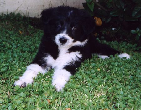 Border Collie