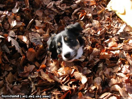 Border Collie Floh 16 Monate beim Laubtauchen