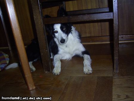 Border Collie Das ist Sue heute