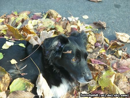 Border Collie Huch was war denn da??