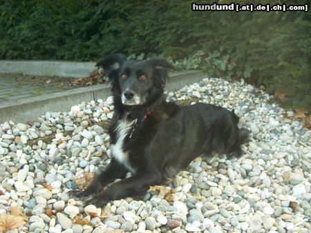 Border Collie Bin ich nicht schön???