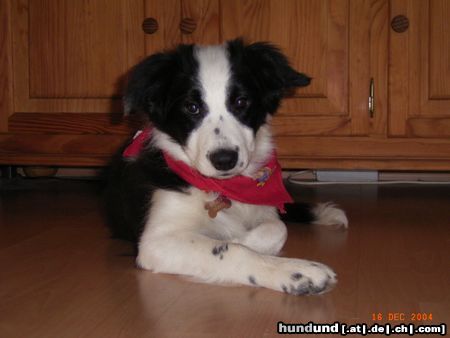 Border Collie Babou (5 Monate)