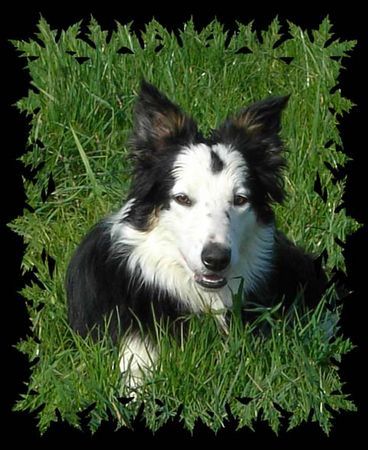 Border Collie Kira....white face tri color 