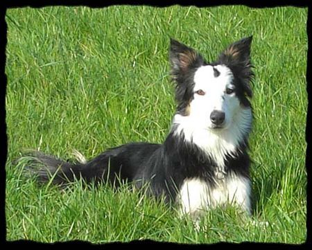 Border Collie Kira...immer aufgeweckt und neugierig!