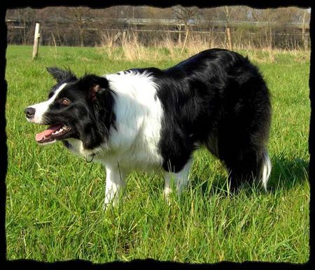 Border Collie Jinda 