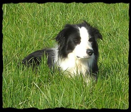 Border Collie Jack