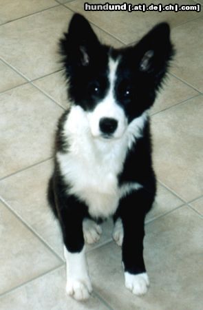 Border Collie Seven of eight