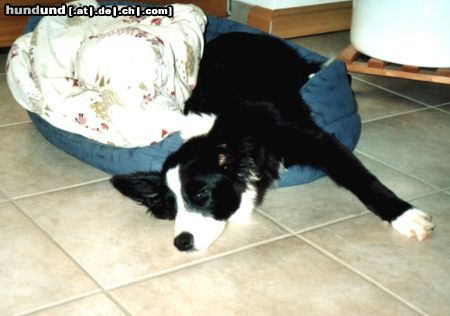 Border Collie Seven of eight