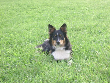 Border Collie