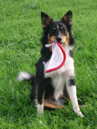 Border Collie alle mal hersehen was ich tolles hab!!!!!!